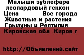 Малыши эублефара ( леопардовый геккон) › Цена ­ 1 500 - Все города Животные и растения » Грызуны и Рептилии   . Кировская обл.,Киров г.